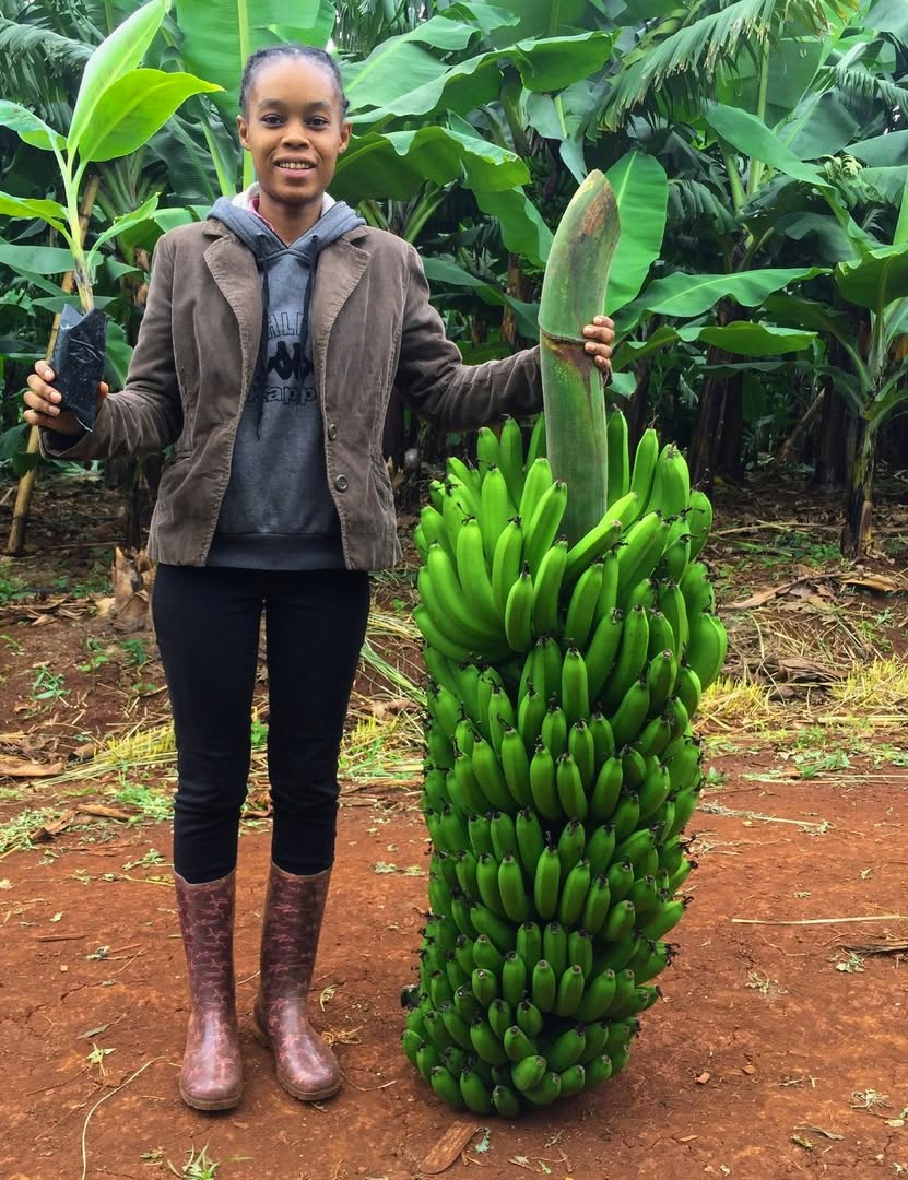 Banana 🍌 from Tanzania